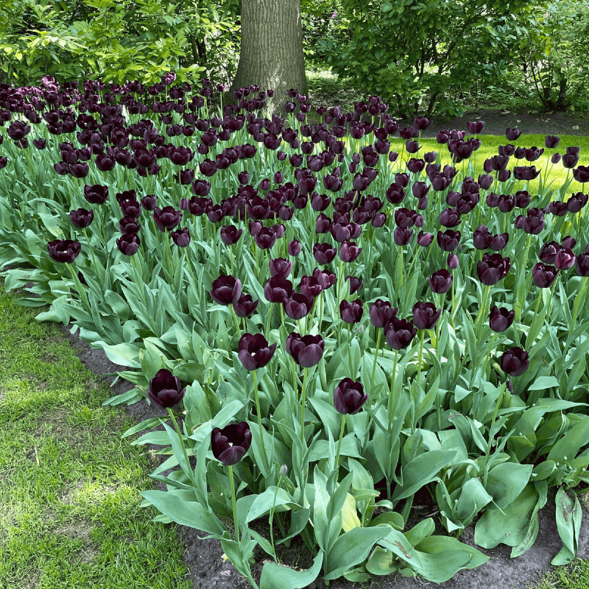 Tulpe 'Queen of Night'